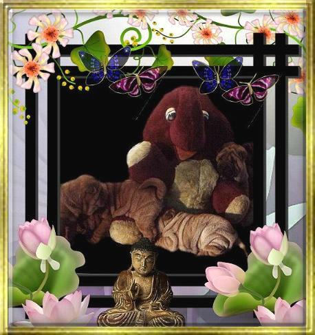 Welcome to PorkyPine Chinese Shar-Pei!!